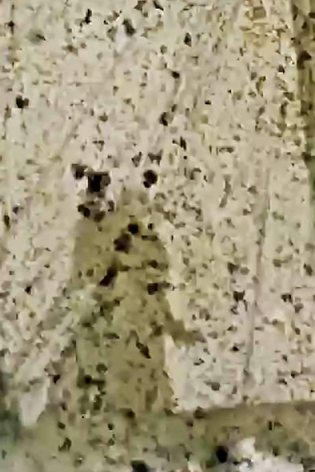 Luzern Viper